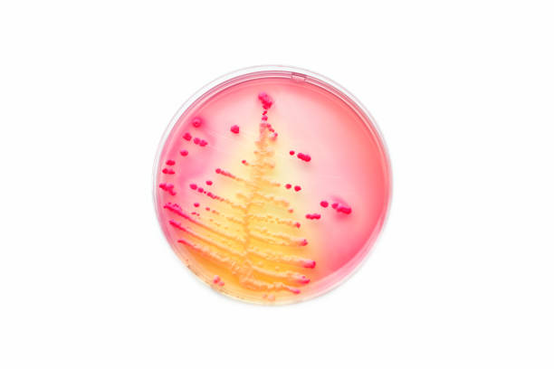 bacteria colonies - petri dish bacterium colony laboratory imagens e fotografias de stock