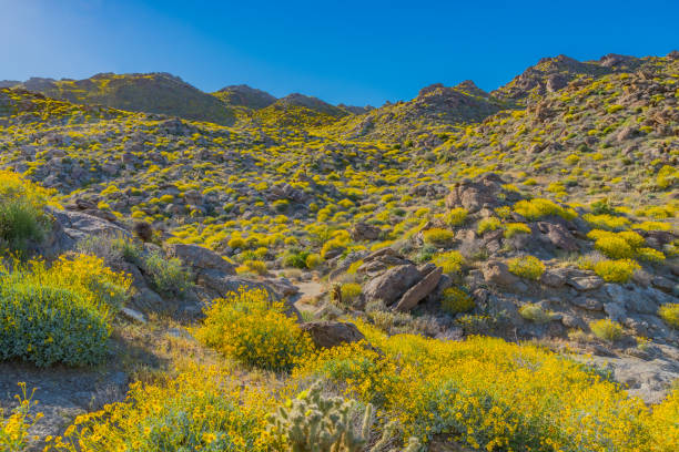 istock Spring Brittlebush wildflowers in Anza Borrego Desert State Park, CA 693806480