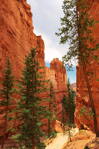 Scenic view of stunning red sandstone hoodoos and green pine trees in Bryce Canyon National Park in Utah, USA