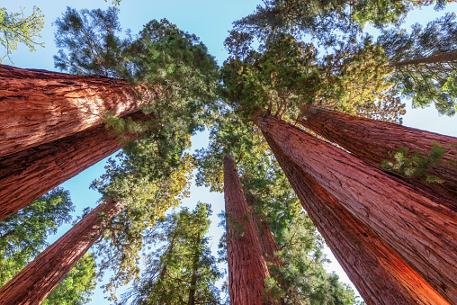Giant Sequoias Forest. Sequoia National Forest in California Sierra Nevada Mountains, United States.
