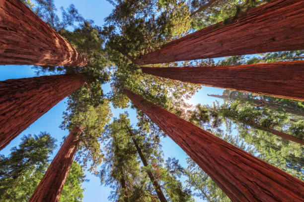 giant sequoias trees at sunset. - redwood sequoia california redwood national park imagens e fotografias de stock