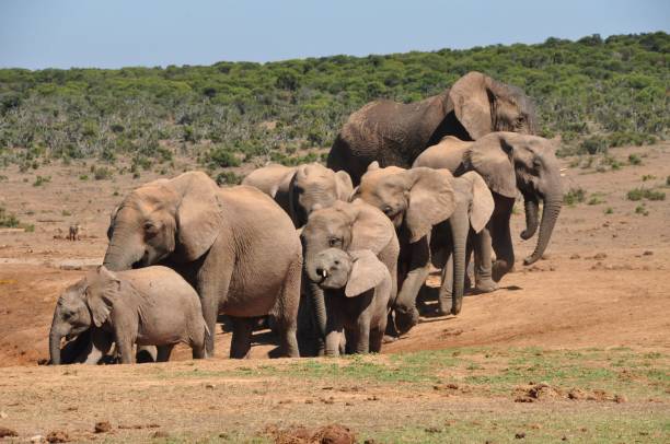 istock Elephant herd towards the water 693807334