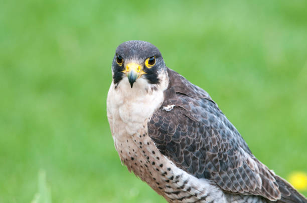 istock 'Im watchin' you' 693816146