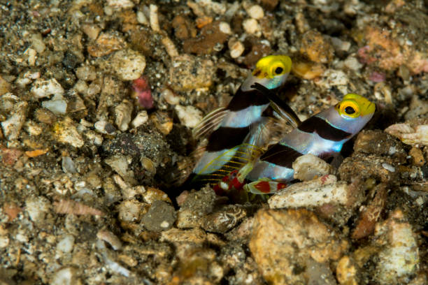Two Yellow nose shrimp goby - stonogobiops xanthorhinica Yellow nose shrimp goby - stonogobiops xanthorhinica with alpheid shrimp shrimp goby stock pictures, royalty-free photos & images