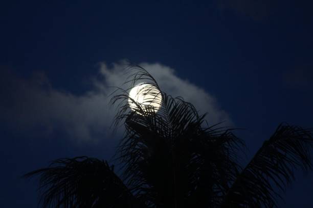 A full moon rises hidden behind the coconut leaves at night