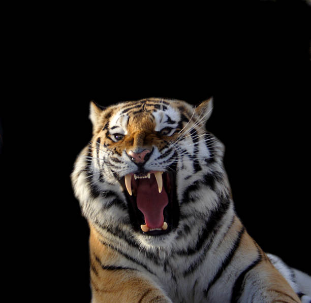 istock The Amur tiger growls 693822978