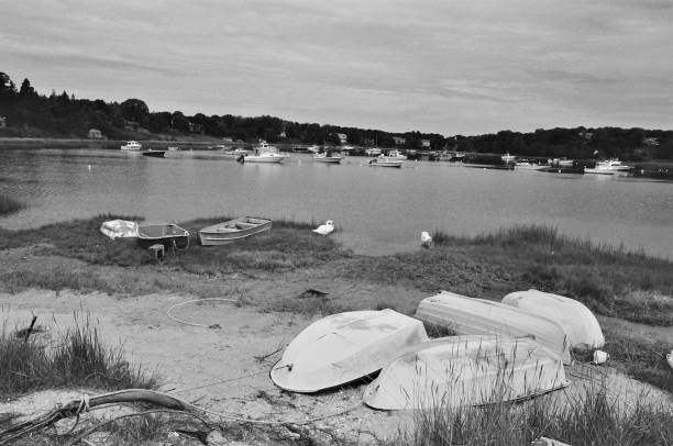 Chatham Harbor Swans, Chatham, MA. stock photo