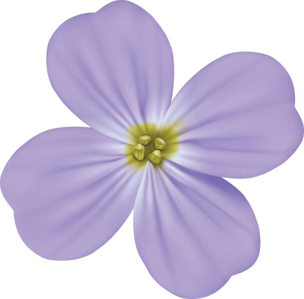 istock Viola odorata, Sweet Violet, English Violet, Common Violet, or Garden Violet Vector blooming blue flower isolated 693823242