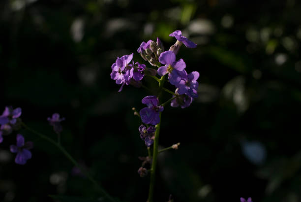 istock Amazing violet in summer field 693829698