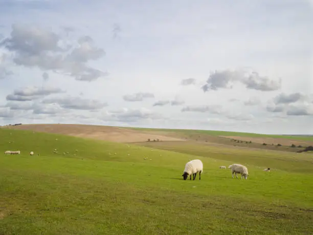 A flock of sheep Grazing on the South Downs, West Sussex