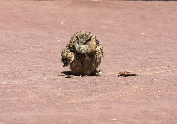 Owl staring at camera
