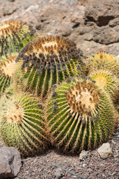 istock the golden barrel cactus, 693830846