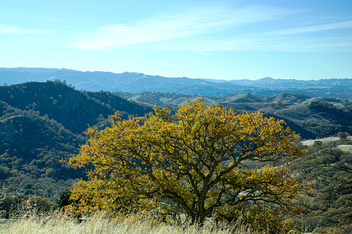 View on tree, hills. The tree is abstracting view on foothill but it is a focal point.