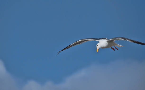 istock Seagull is flying over La Jolla coast, California 693833868
