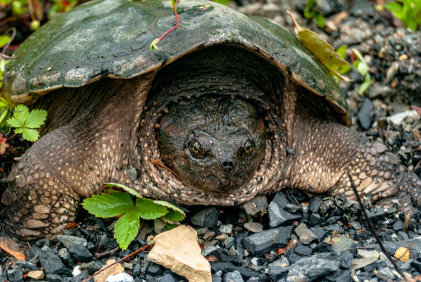 Patsy The Snapping Turtle 110+ Common Snapping Turtles Stock Photos, Pictures & Royalty-Free ...