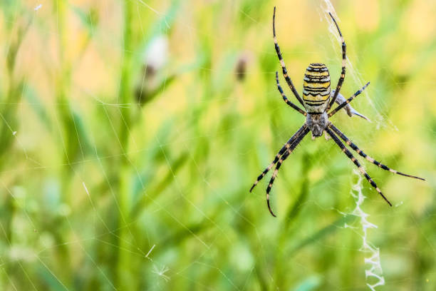 istock Argiope bruennichi spider in the spiderweb 693837742
