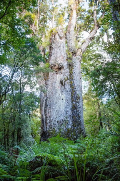 Giant Kauri tree in New Zealand A giant Kauri tree in the northern part of New Zealand. 50 Mpx image. waipoua forest stock pictures, royalty-free photos & images