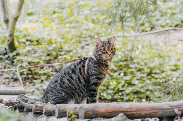 istock Siberian cat walking in the pine forest. 693838364