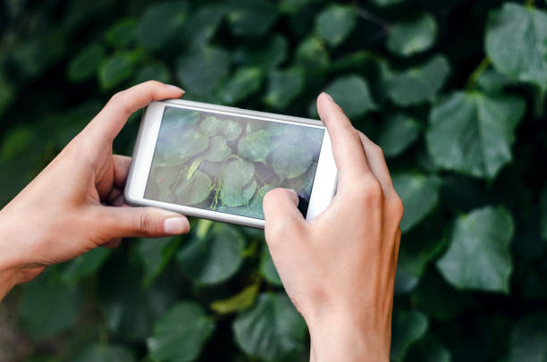 istock Taking a picture with a smart phone 693838398