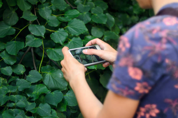 istock Taking a picture with a smart phone 693838406