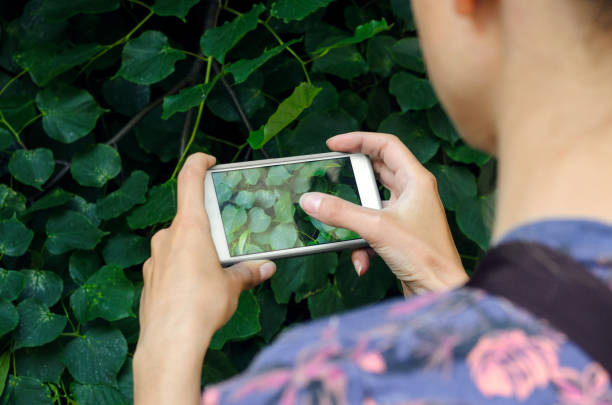 istock Taking a picture with a smart phone 693838410