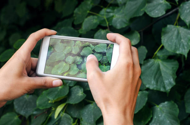 istock Taking a picture with a smart phone 693838414