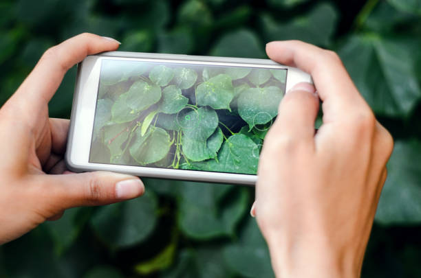 istock Taking a picture with a smart phone 693838424