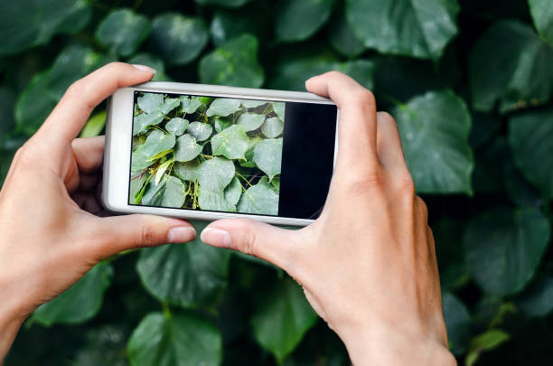 istock Taking a picture with a smart phone 693838472