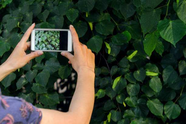 istock Taking a picture with a smart phone 693838574