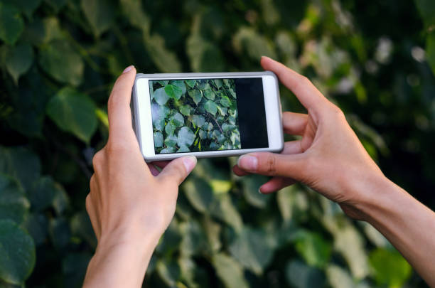 istock Taking a picture with a smart phone 693838600