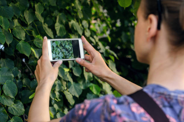 istock Taking a picture with a smart phone 693838608