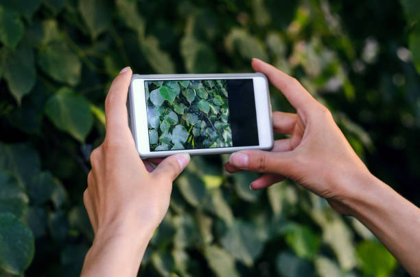 istock Taking a picture with a smart phone 693839810