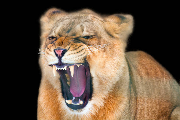 Female white lion (leucistic) in a South African Game Reserve. lying down in grass with its mouth open.