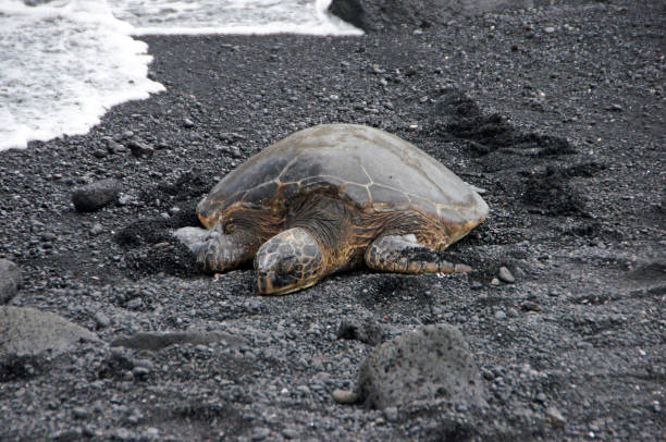 istock Sea Turtle at the Beach, Hawaii, USA 693841492