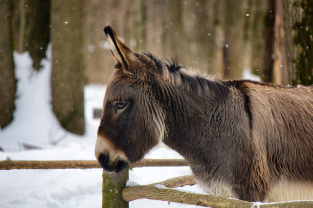 istock Donkey standing under the snow in the forest 693841498