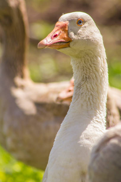 istock Close shot of goose 693841660