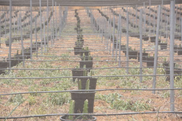 istock Agricultural greenhouse 693841674