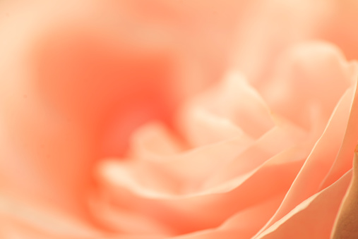 delicate abstract orange rosy background