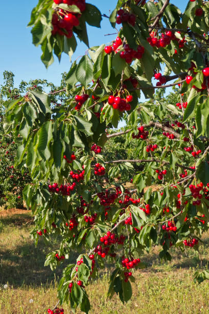 istock Cherries ripe ready to collect. 693847220
