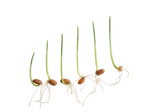 istock Sequence of wheat plant growing isolated 693847276