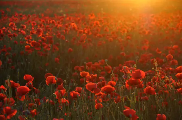 Field of beautiful red poppies at sunset