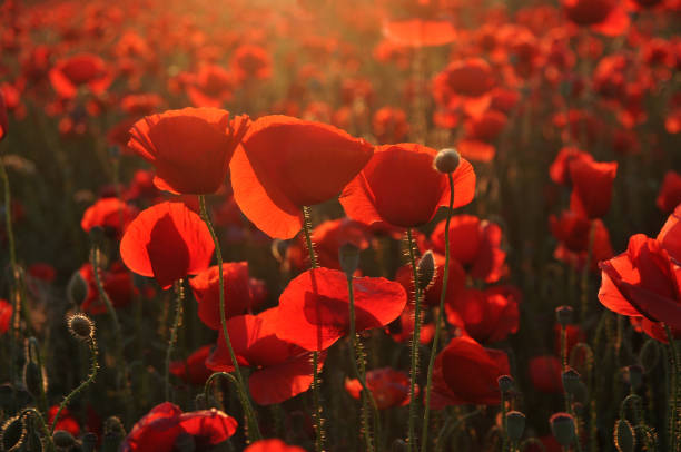 red poppies - poppy field remembrance day flower - fotografias e filmes do acervo