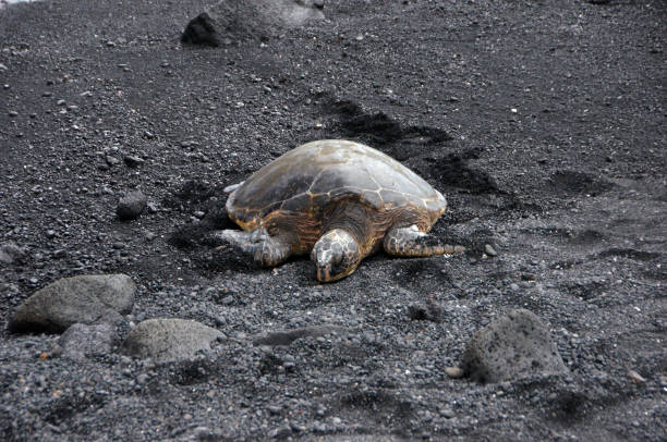 istock Sea Turtle at the Beach, Hawaii, USA 693852898