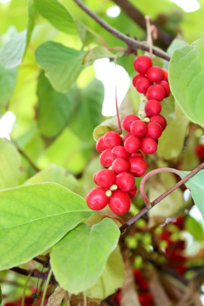 istock branch of schisandra 693853062