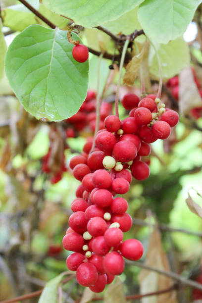 istock branch of schisandra 693853206