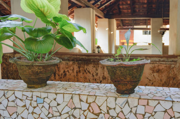 kwiaty w starych glinianych doniczkach w indyjskim domu - villa house marble tropical climate zdjęcia i obrazy z banku zdjęć
