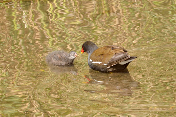 Moorhen and chick in pond. stock photo