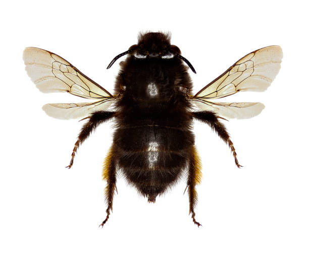 istock Hairy-footed Flower Bee on white Background  -  Anthophora plumipes (Pallas,1772) 693857804