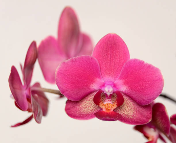 istock Orchid flowers isolated on beige background 693867764