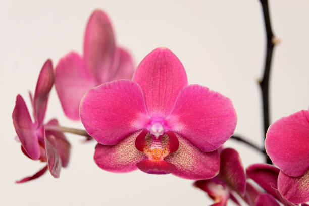 istock Orchid flowers isolated on beige background 693867786